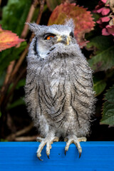 Baby White Faced Scops Owl