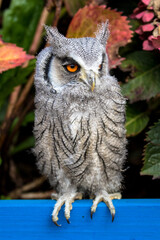 Baby White Faced Scops Owl