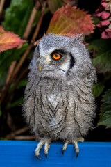 Baby White Faced Scops Owl