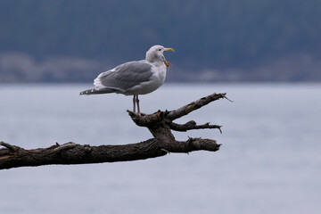 Obraz premium Screeching Seagull, mouth wide open,on Fidalgo Island