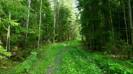 Road to the wild forest. Virgin the mysterious nature of the European impenetrable pine forests.