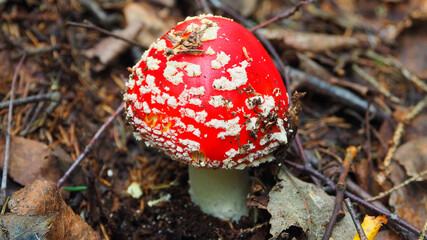 Fly agaric grows in the forest. Non-edible poisonous red mushroom.