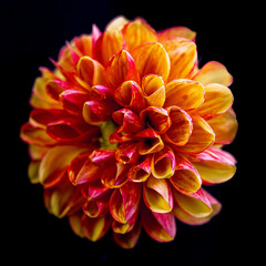 Orange Dahlia on black background