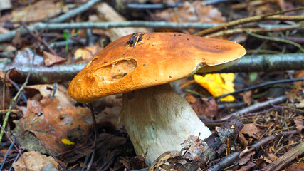 White mushroom grows in the forest. Edible wild mushrooms.