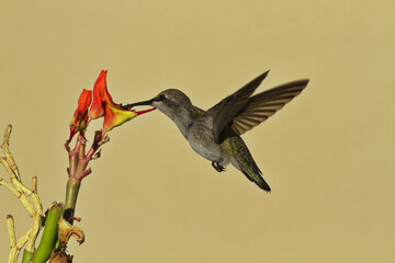 Fototapeta na wymiar Hovering hummingbird dips beak into Ladyslipper flower