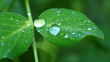 Drops of dew leaf. Leaves with a drop of rain macro.