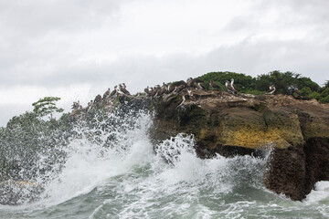 waves crashing on rocks full of seagulls