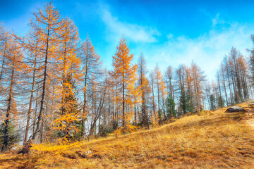 Fototapeta premium Autumn sunny landscape with beautiful golden larches in mountains