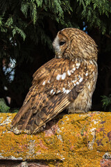 Tawny Owl, scientific name Strix aluco