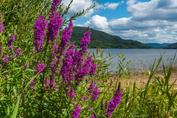 Blooming Flowers and Klimkowka Lake attraction Beskid Niski Mountains of Polish - obrazy, fototapety, plakaty