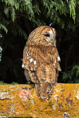 Tawny Owl, scientific name Strix aluco