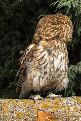 Tawny Owl, scientific name Strix aluco