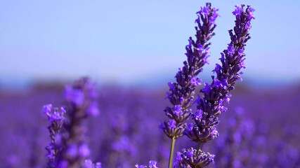 Close up of lavender in Provence France - travel photography 
