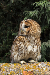 Tawny Owl, scientific name Strix aluco
