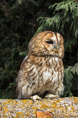 Tawny Owl, scientific name Strix aluco