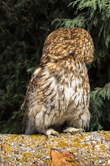Tawny Owl, scientific name Strix aluco