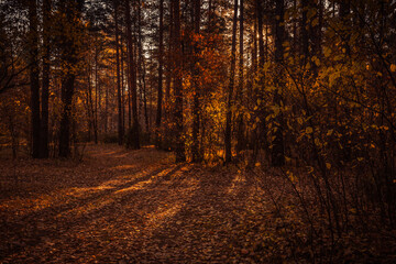 autumn forest road