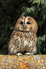 Tawny Owl, scientific name Strix aluco