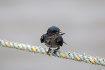 grey breasted martin on a rope closeup