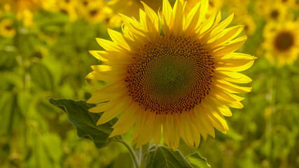 Close up of sunflowers in the Provence France - travel photography