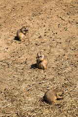 three prairie dog relaxing having lunch on the open ground