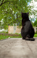 a black cat sits on a concrete path with his back to the camera and looks at the house.