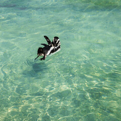 Happy  Africa Penguin swimming and waving in the blue water