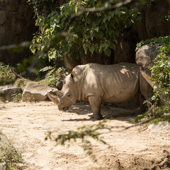 Obraz premium rhino in the open ground under the shade