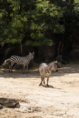 Fototapeta na wymiar a pair of zebras standing and walking at the open space 