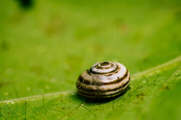 A snail moves slowly over a vine leaf close-up.