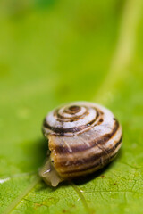A snail moves slowly over a vine leaf close-up.