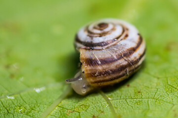 A snail moves slowly over a vine leaf close-up.
