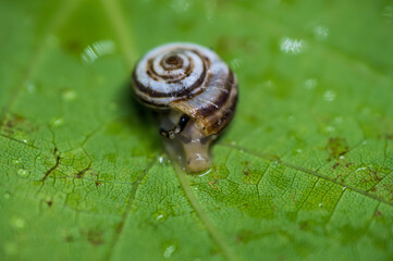 A snail moves slowly over a vine leaf close-up.