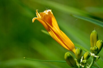 close up of yellow lily