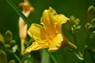 close-up of a yellow daylily