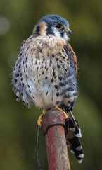 View of an American Kestrel