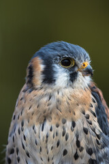 View of an American Kestrel