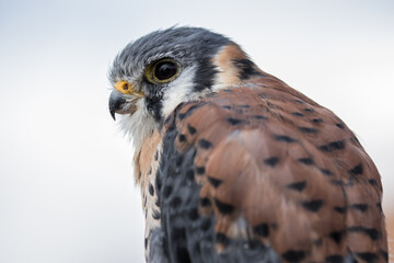 View of an American Kestrel