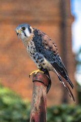 View of an American Kestrel