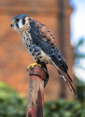 View of an American Kestrel