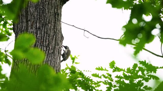 European Green Woodpecker on tree in forest, young, red crown (Picus viridis) - (4K)