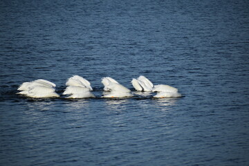white pelicans