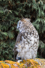 View of a Great Horned Owl
