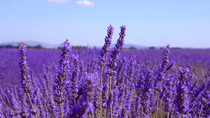 De lavendelvelden van Valensole Provence in Frankrijk - reisfotografie