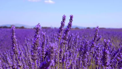 Fotobehang Violet De lavendelvelden van Valensole Provence in Frankrijk - reisfotografie