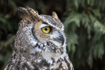 View of a Great Horned Owl