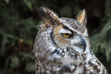 View of a Great Horned Owl