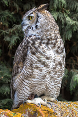 View of a Great Horned Owl