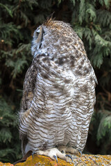 View of a Great Horned Owl