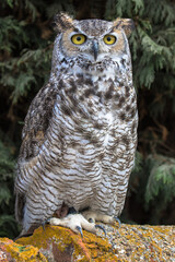 View of a Great Horned Owl